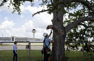 Airport News for Arborist Near Me Memphis 